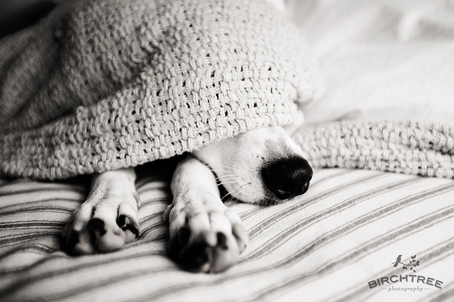 pittsburgh dog photographer
