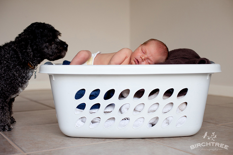 newborn baby in laundry basket with dog looking on