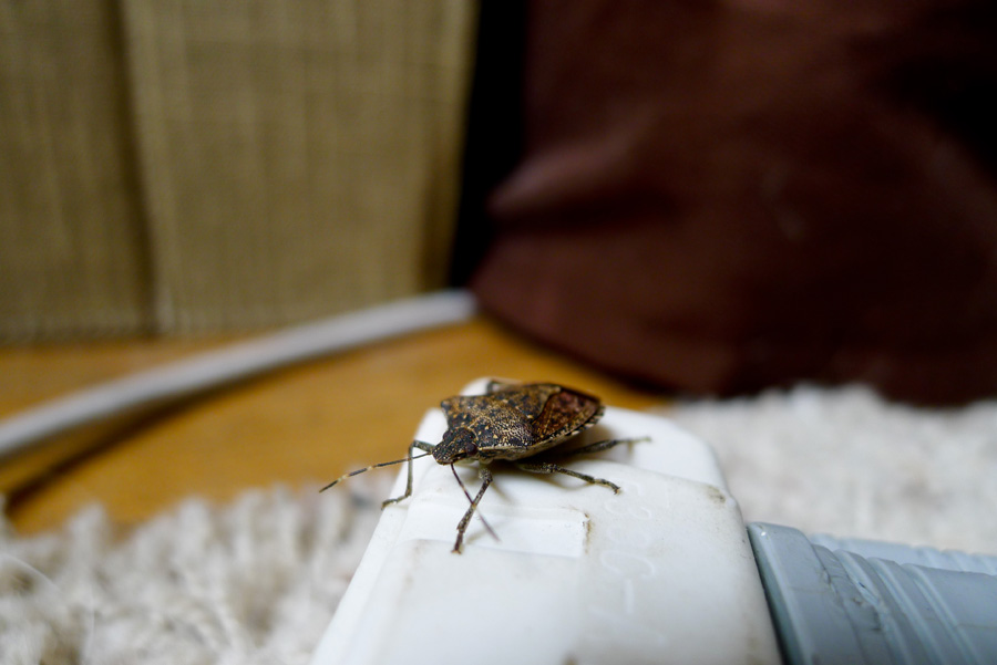 stink bugs in pittsburgh